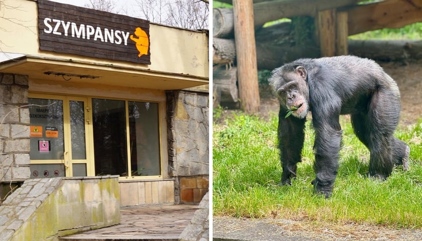 Kolaż 2 zdjęć. Pawilon Małp Człekokształtnych  oraz jeden z trzech szympansów mieszkających we wrocławskim zoo