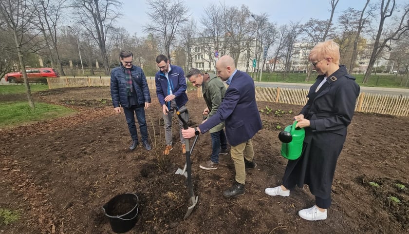 Mikrolas - początek sadzenia