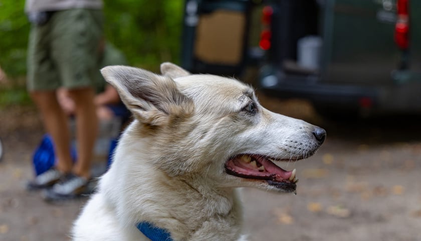 Forever Run. Charytatywny bieg w Lesie Osobowickim i piknik&nbsp; dla zwierzak&oacute;w ze schroniska przy Ślazowej. Wrocław, 30.08.2026