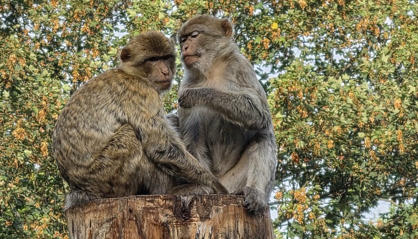 Dwa z 17 magotów korzystających z dużego zielonego wybiegu we wrocławskim zoo