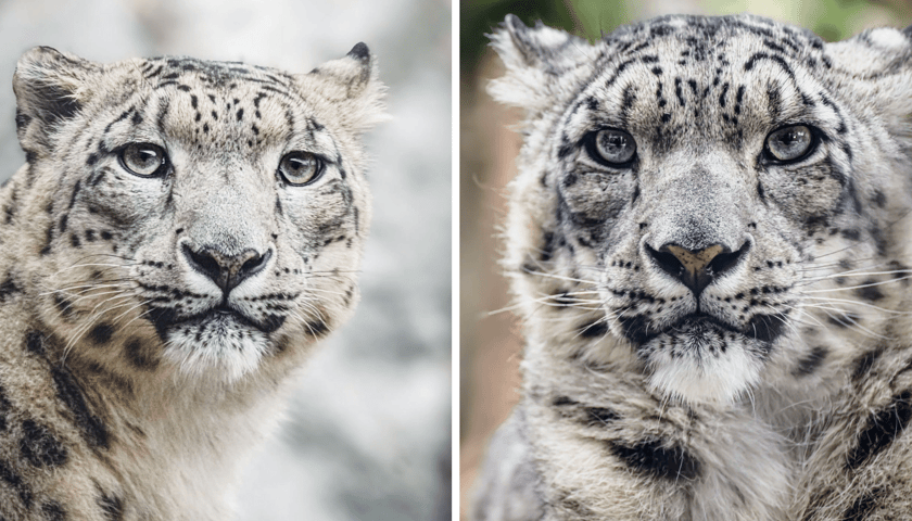 Pantery śnieżne z wrocławskiego zoo. Z lewej Nastazja, z prawej Nurek. 
