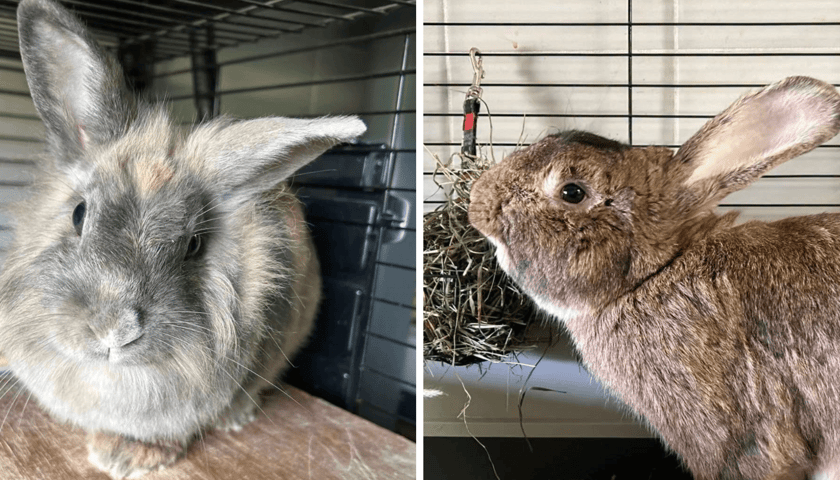 Króliki do adopcji czekają na nowy dom w Schronisku dla Bezdomnych Zwierząt we Wrocławiu 