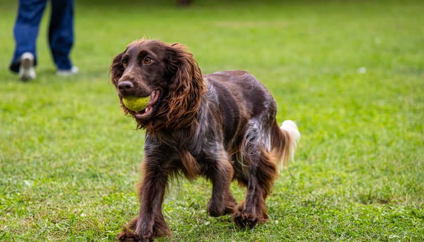 Światowa wystawa polskich ras ps&oacute;w na Niskich Łąkach. Wrocław. 20.09.2026