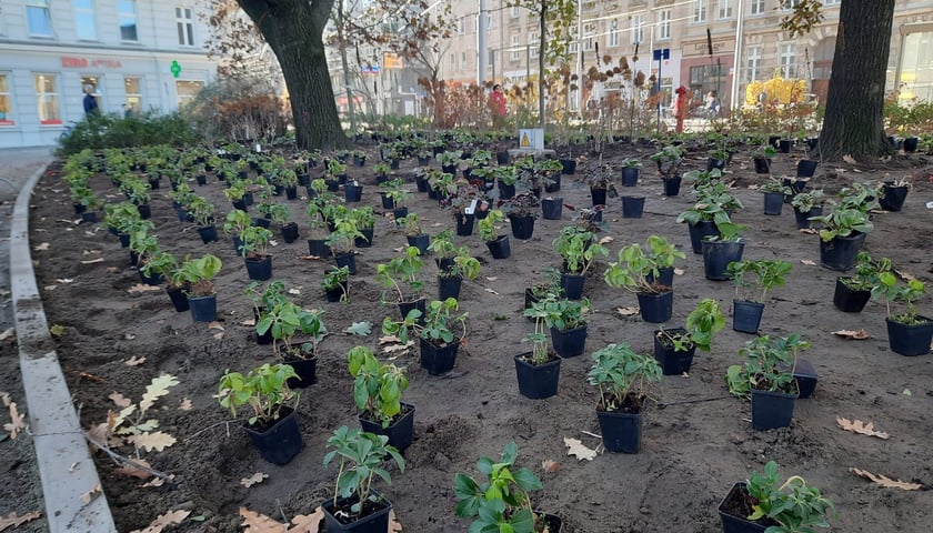 Rośliny przygotowane do zasadzenia w czasie prac nad skwerem przy zbiegu ulic Pomorskiej i św. Wincentego