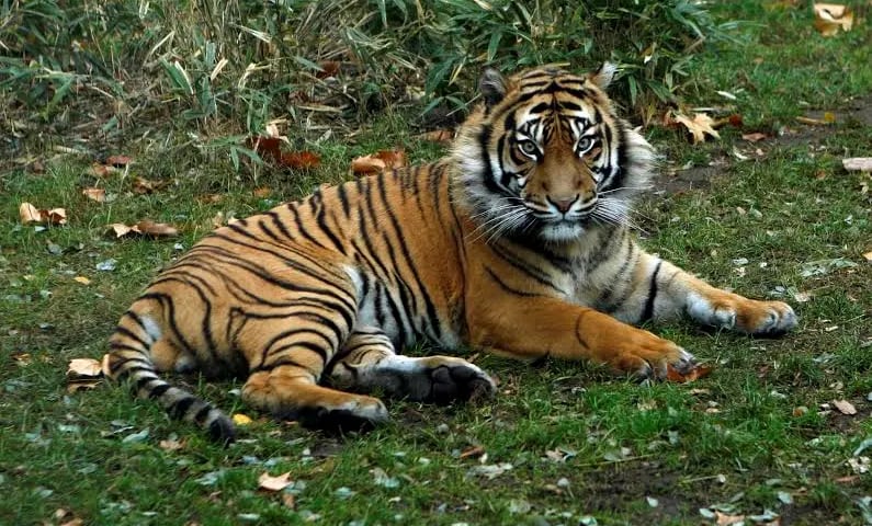 Tygrysie odchody w walce ze szkodnikami