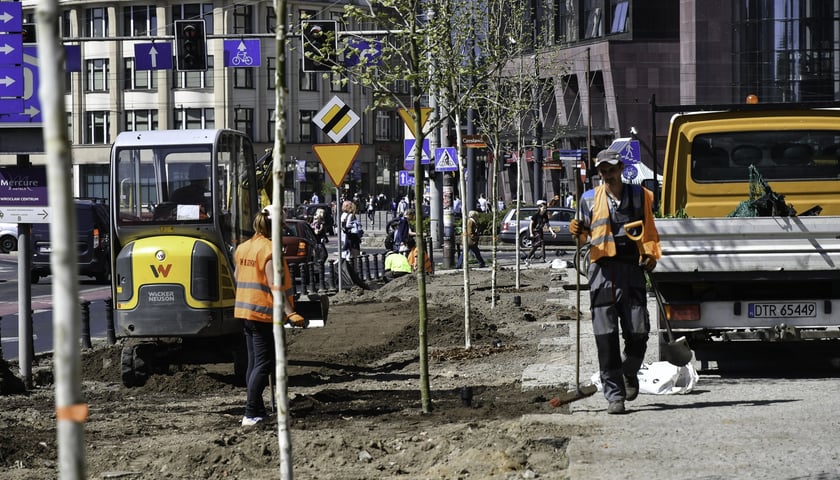 Kwiecień 2019, coraz bardziej zielono w centrum - nasadzenia młodych topól osik przy pl. Dominikańskim we Wrocławiu