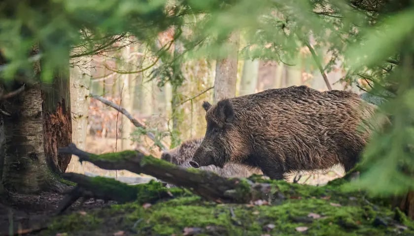 Stań po Zielonej Stronie Mocy