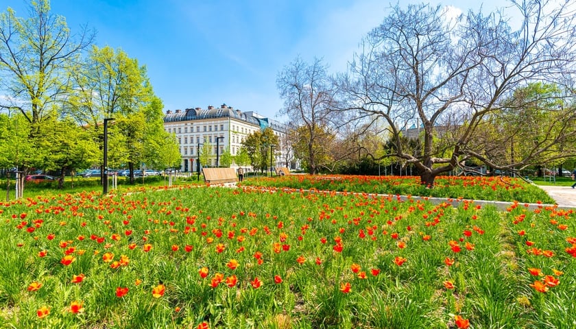 skwer Wrocławianek zakwitł tulipanami
