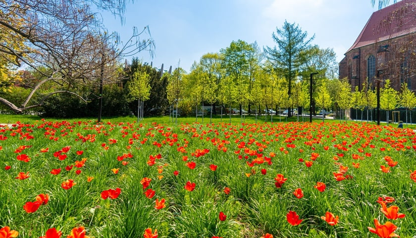 Powiększ obraz: Skwer Wrocławianek we Wrocławiu zakwitł tysiącem tulipanów