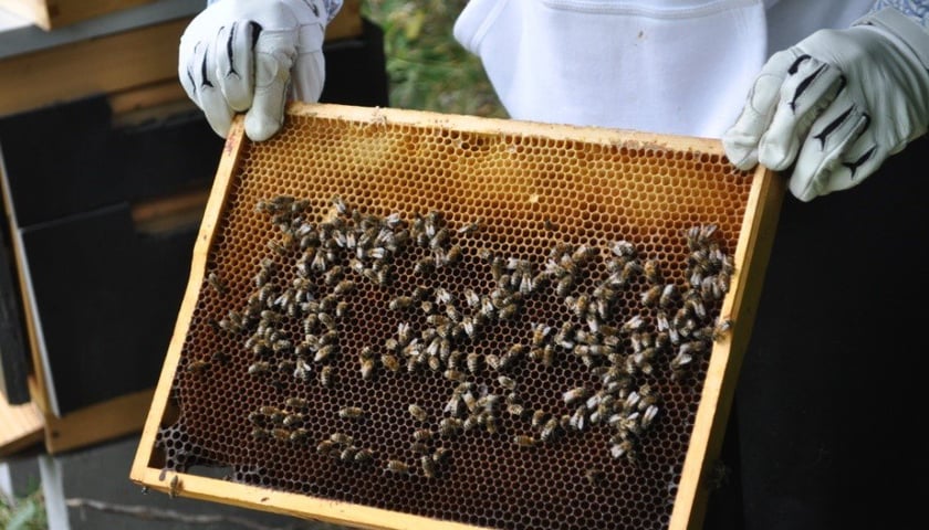 Pszczoły porozumiewają się zupełnie inaczej niż ludzie