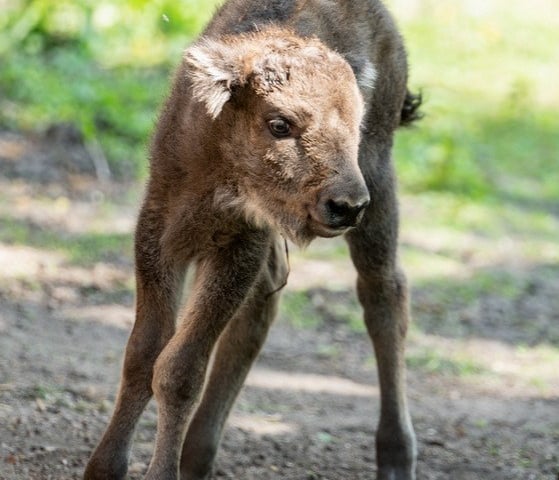 Młody żubr w Zoo Wrocław