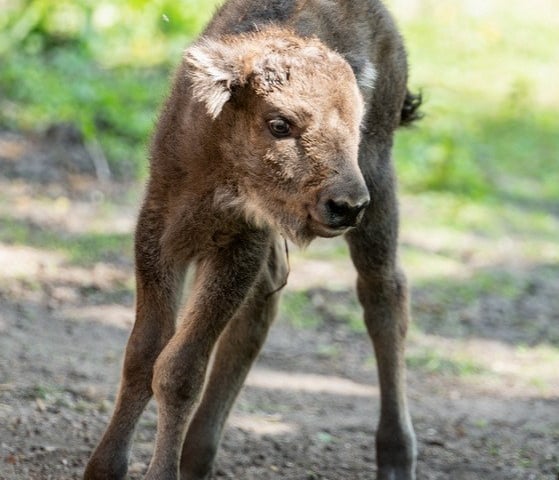 Powiększ obraz: Młody żubr w Zoo Wrocław