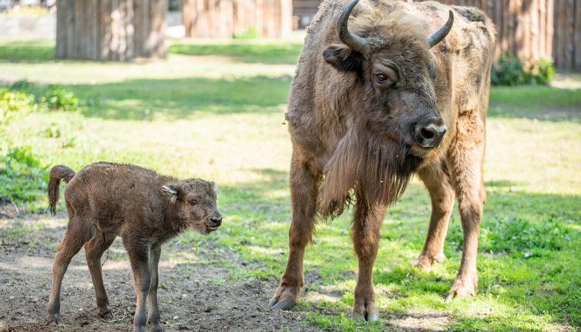 Młody żubr w Zoo Wrocław