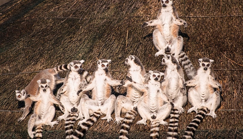 Dla lemurów katta słońce to żaden problem