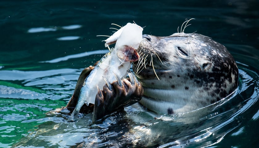 Kotiki i foki uwielbiają schłodzić się pysznymi lodami o smaku... rybnym