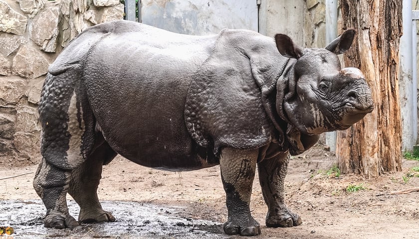 Nosorożec indyjski do chłodzenia wykorzystuje błotne kąpiele