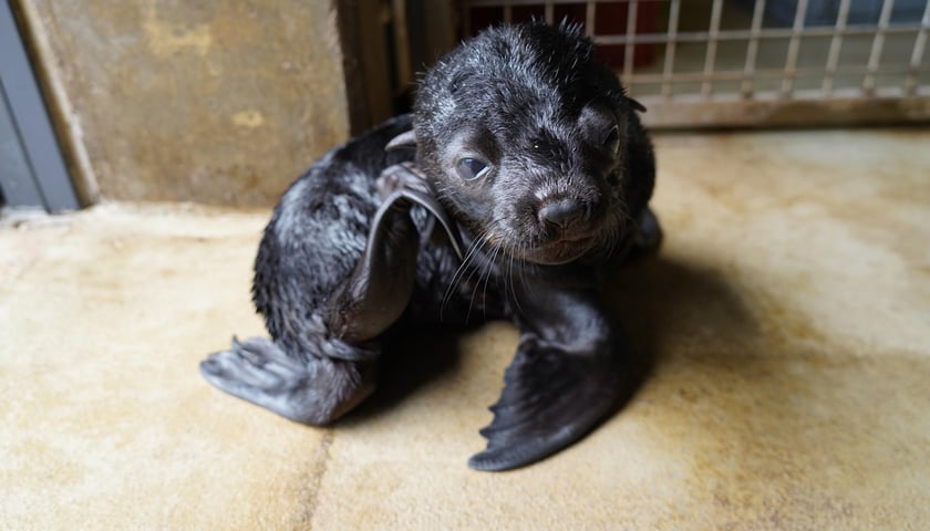Mały kotik afrykański urodził się w Zoo Wrocław 13 czerwca 2022 r.
