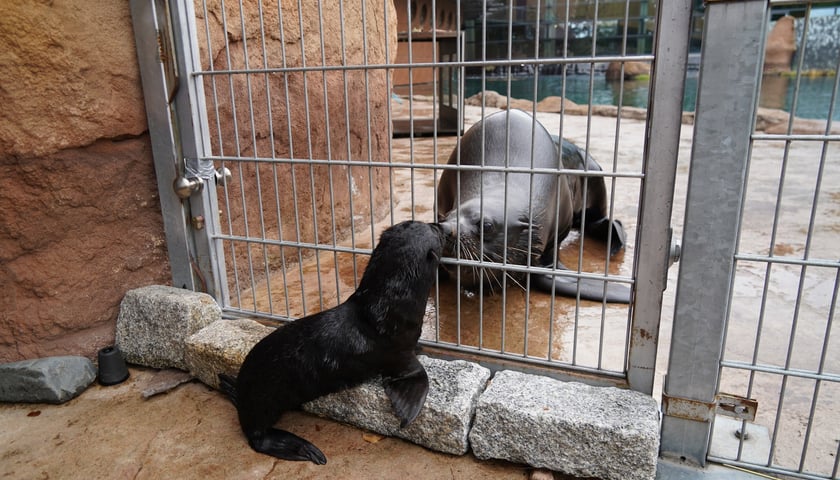 Mały kotik afrykański urodził się w Zoo Wrocław 13 czerwca 2022 r.