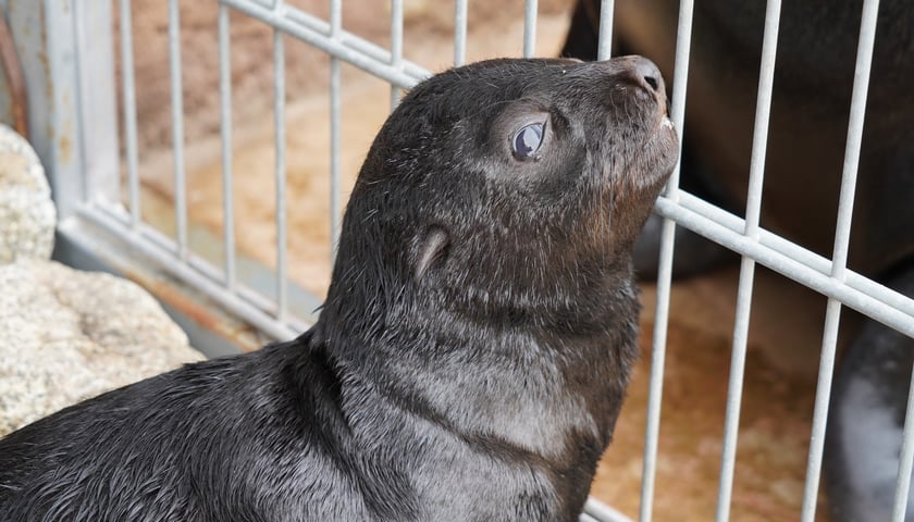 Mały kotik afrykański urodził się w Zoo Wrocław 13 czerwca 2022 r.