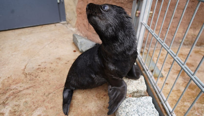 Mały kotik afrykański urodził się w Zoo Wrocław 13 czerwca 2022 r.