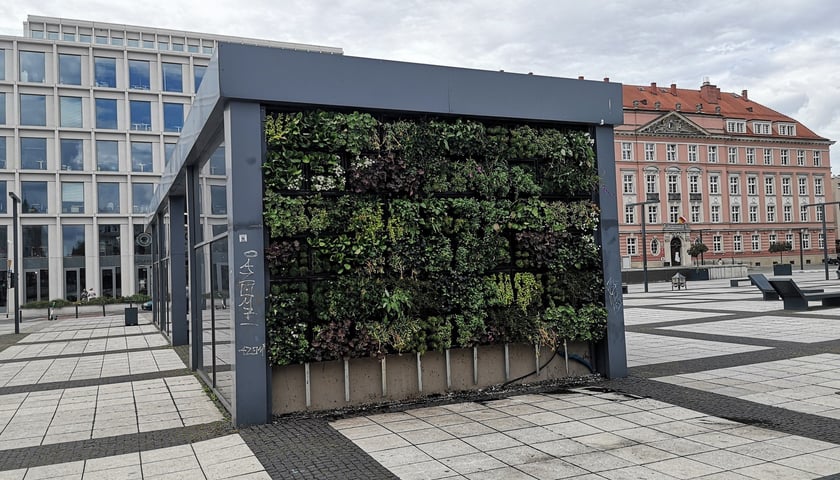 Nowe zielone ściany i tysiące dżdżownic pojawiło się na pl. Nowy Targ we Wrocławiu