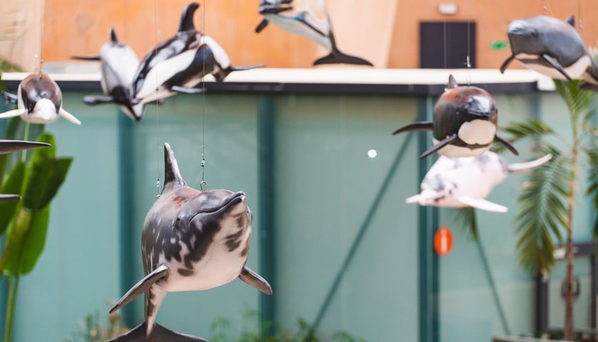 Wystawa "Czy różowe delfiny istnieją" w Afrykarium w Zoo Wrocław