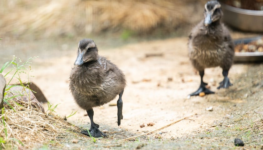 Edredony zwane miękkopiórami to kaczki, które wykluły się po raz pierwszy w Polsce właśnie w Odrarium Zoo Wrocław.