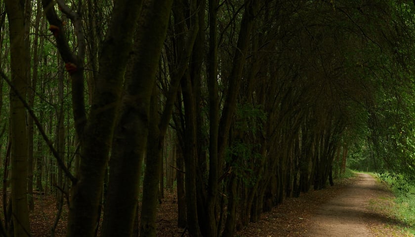 Powiększ obraz: Park Tysiąclecia we Wrocławiu