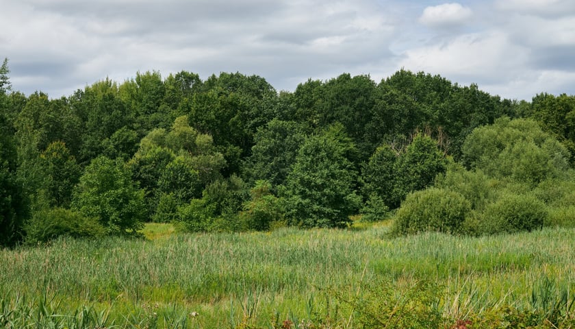 Łąka na Kuźnikach