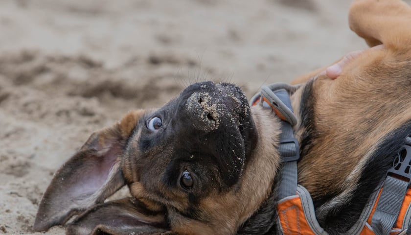 ?Ekostraż na chillu? w Basen Beach Bar już w sobotę, 6 sierpnia