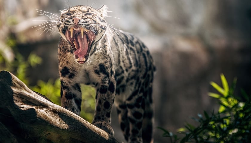 Pantera mglista we wrocławskim zoo