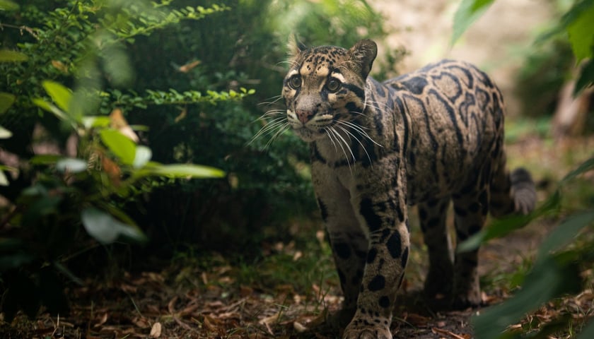 Dwie pantery mgliste żyją we wrocławskim zoo