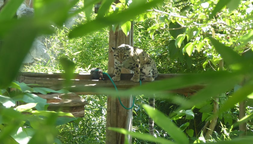 Dwie pantery mgliste żyją we wrocławskim zoo