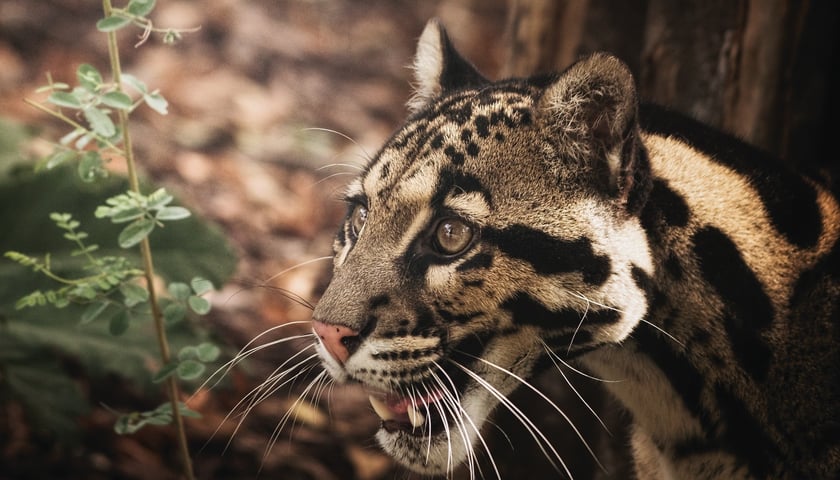 Dwie pantery mgliste żyją we wrocławskim zoo