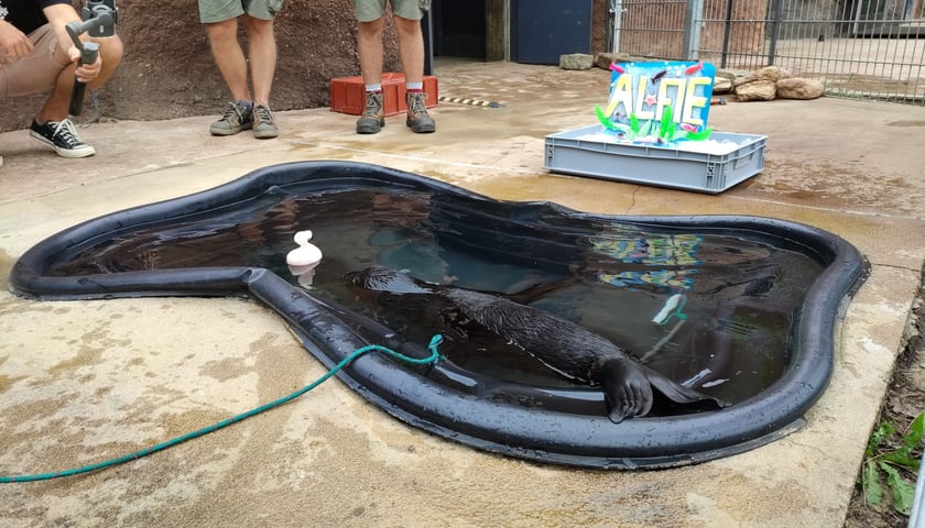 Nowy mieszkaniec Zoo Wrocław to kotik afrykański. Otrzymał imię Alfie