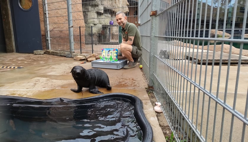 Nowy mieszkaniec Zoo Wrocław to kotik afrykański. Otrzymał imię Alfie