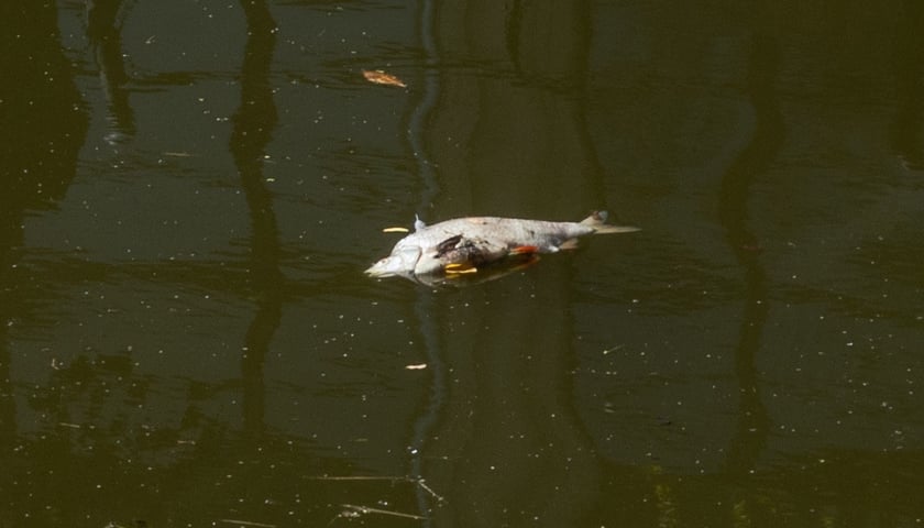 Powiększ obraz: Śnięte ryby w fosie miejskiej we Wrocławiu, 10 sierpnia 2022