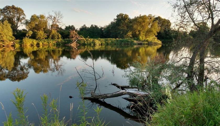 Odra we Wrocławiu, poniżej Jazu Opatowice. Zdjęcie ilustracyjne