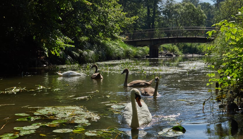 Powiększ obraz: park Wschodni Wrocław