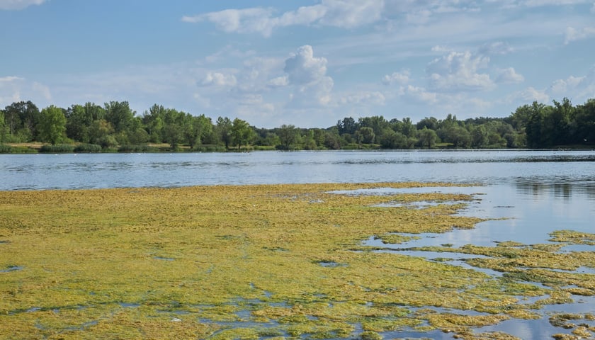 Odra we Wrocławiu, sierpień 2022