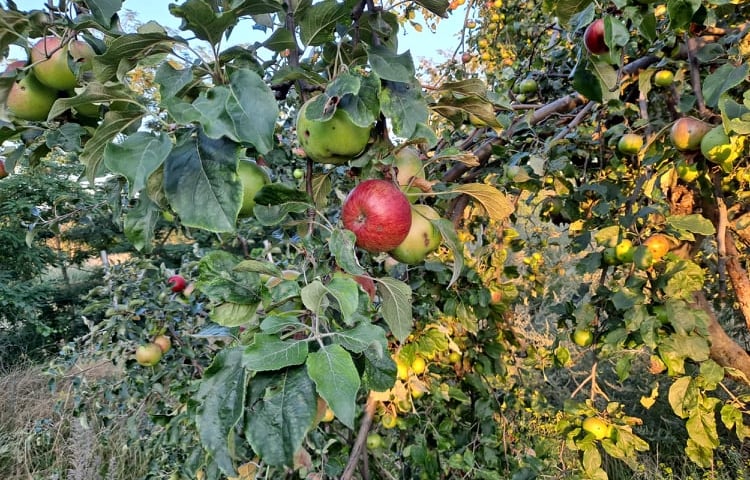 Powiększ obraz: Jabłonie w Śródmieściu