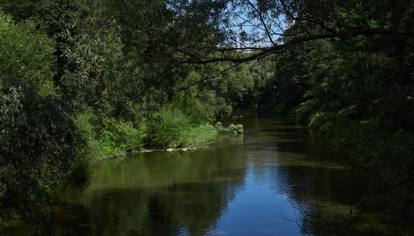 park Leśnicki