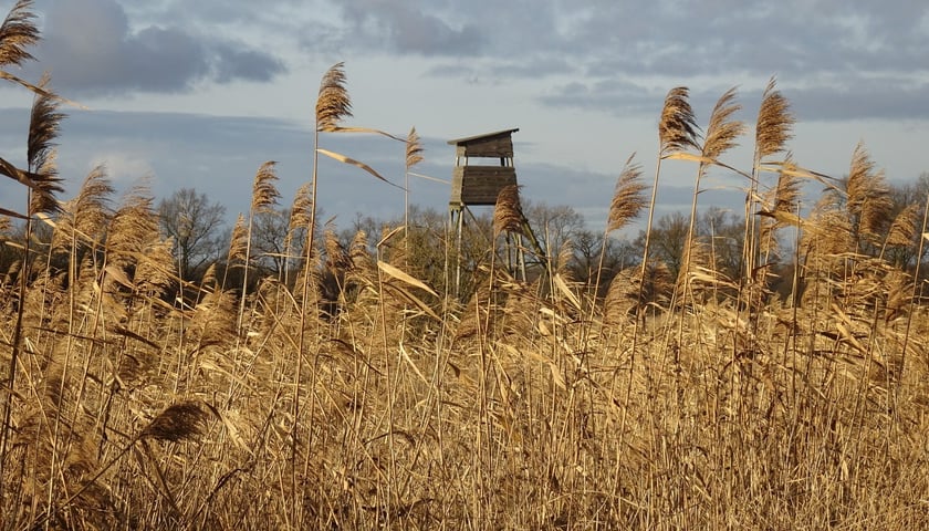 pola irygacyjne we Wrocławiu, zdjęcie ilustracyjne