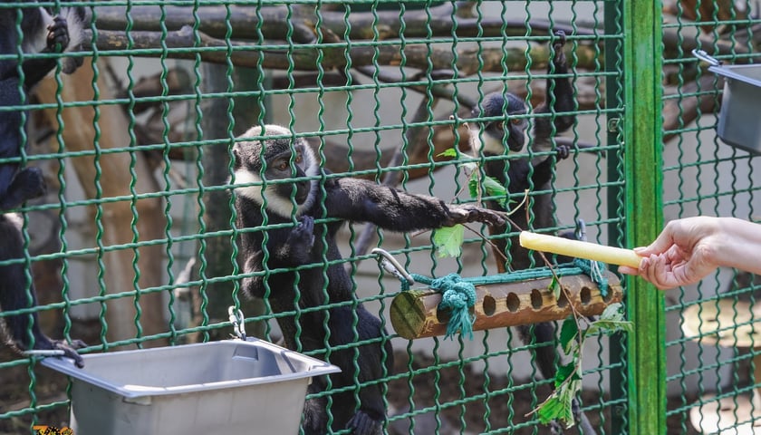 Karmienie zwierząt np. frytkami to olbrzymi błąd odwiedzających wrocławskie zoo