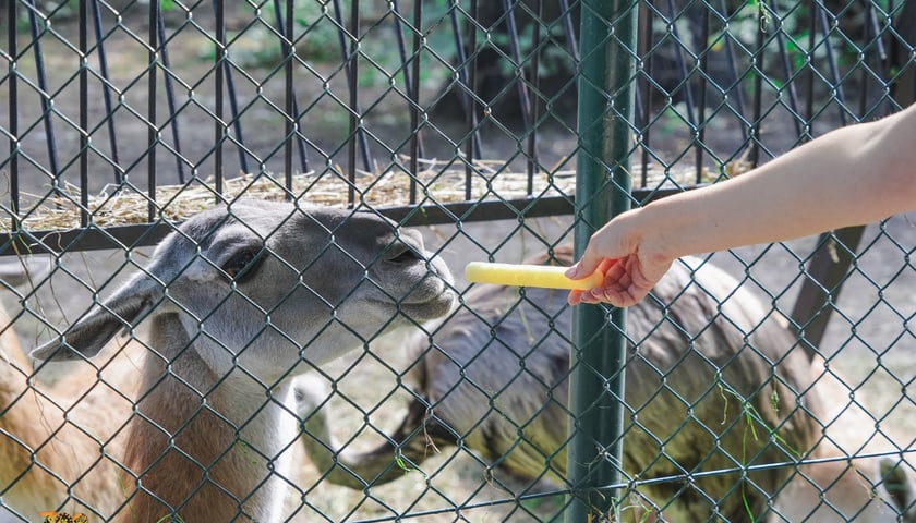 Karmienie zwierząt np. frytkami to olbrzymi błąd odwiedzających wrocławskie zoo