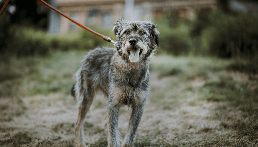 Dzień otwarty EKOSTRAŻY do godz. 16.00, na zdjęciu jeden z psiaków do adopcji