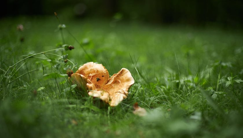 Park Strachowicki kusi spokojem i pięknymi stawami