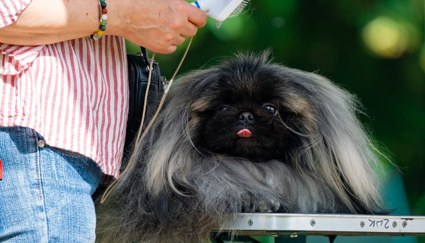 Na zdjęciu: pies na wystawie psów partnerskich i ozdobnych RINGI OCEN, 19 czerwca 2022 r.