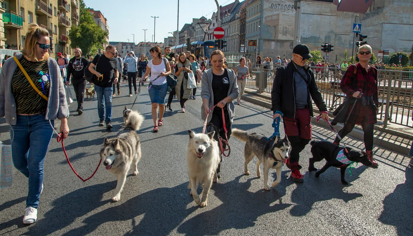 Parada psów przeszła dzisiaj (25 września) ulicami Wrocławia. Na zdjęciu właściciele psów idą środkiem ulicy, prowadząc psy na smyczy