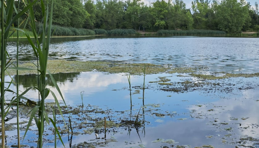 Na zdjęciu Odra we Wrocławiu
